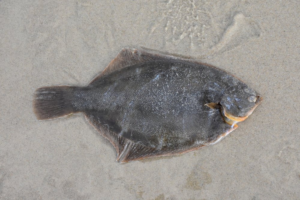 Winter flounder (Pseudopleuronectes americanus)