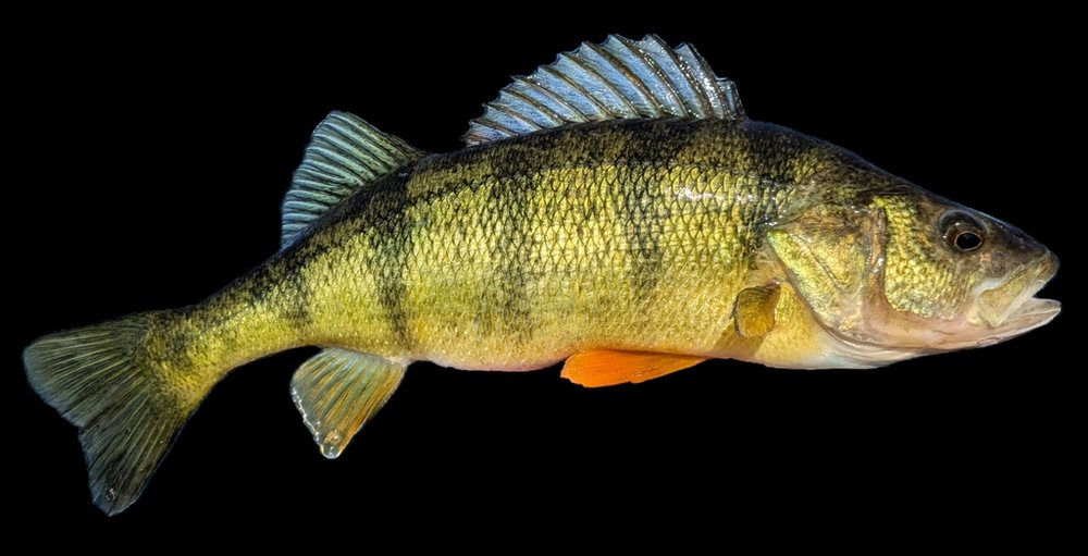 Perca amarilla (Perca flavescens)