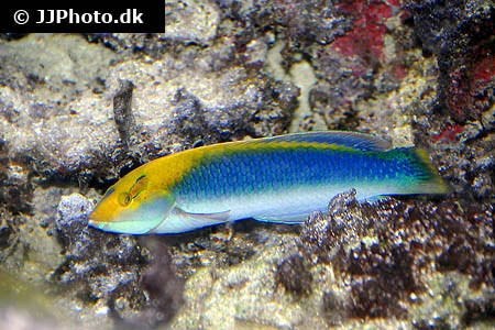 Yellowcheek wrasse (Halichoeres cyanocephalus)