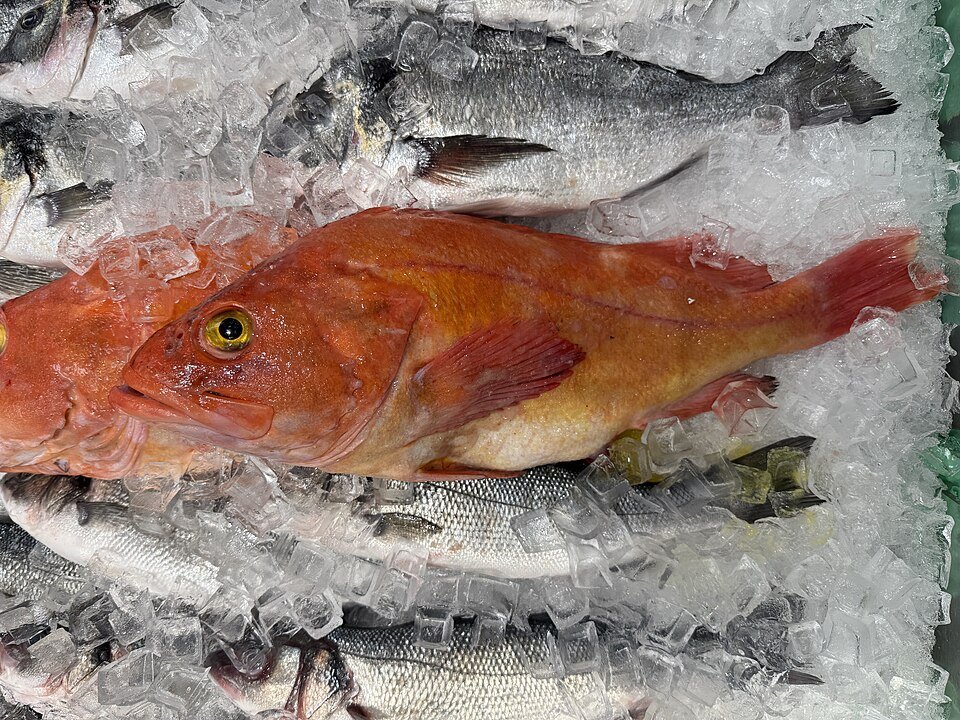 Rocote de ojo amarillo (Sebastes ruberrimus)