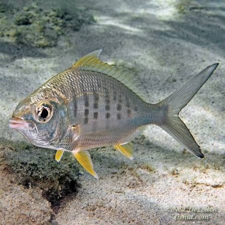 Yellowfin mojarra (Gerres cinereus)