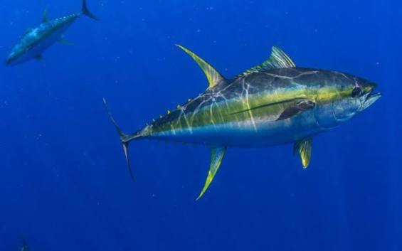 Yellowfin tuna (Thunnus albacares)