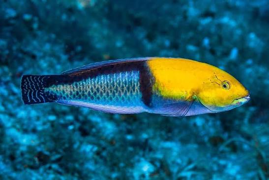 Yellowhead wrasse (Halichoeres garnoti)