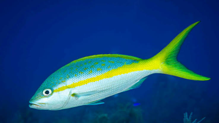 Yellowtail snapper