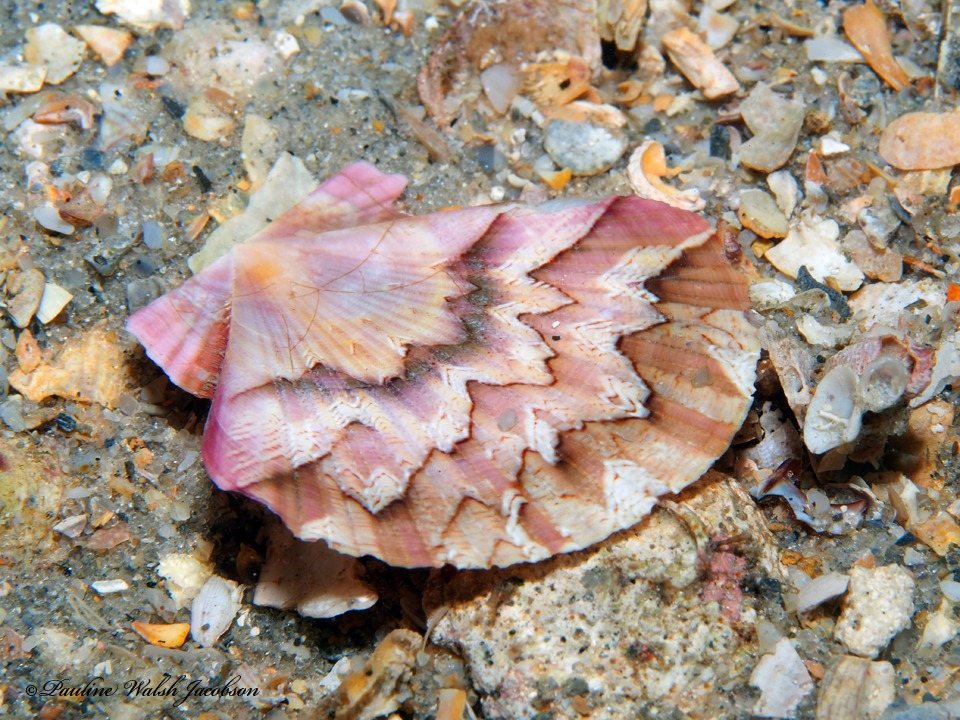 Vieira zigzag (Euvola ziczac)