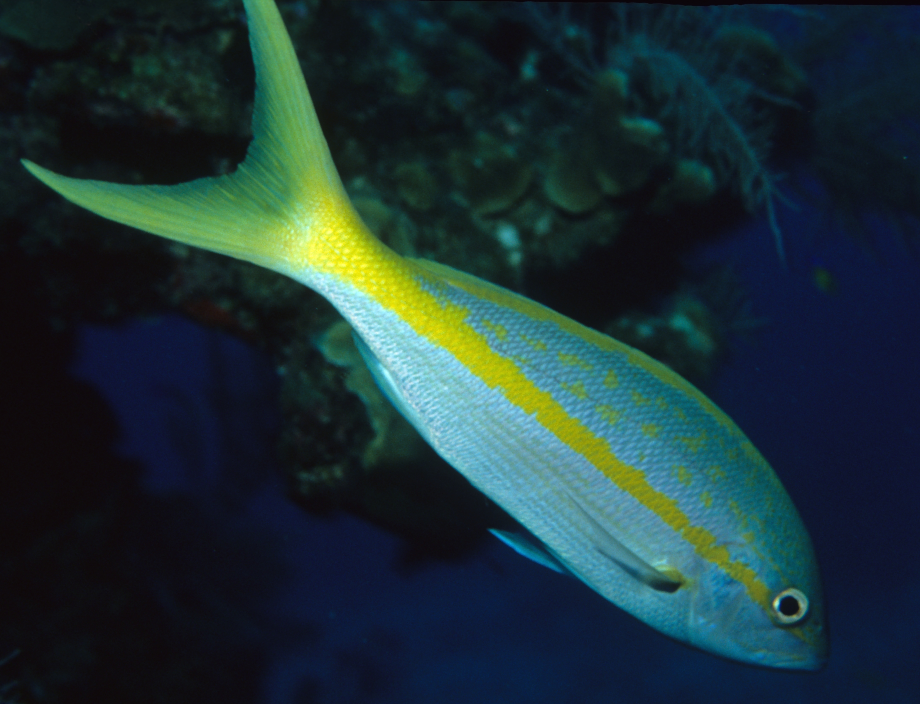 Yellowtail Snapper (Ocyurus chrysurus)