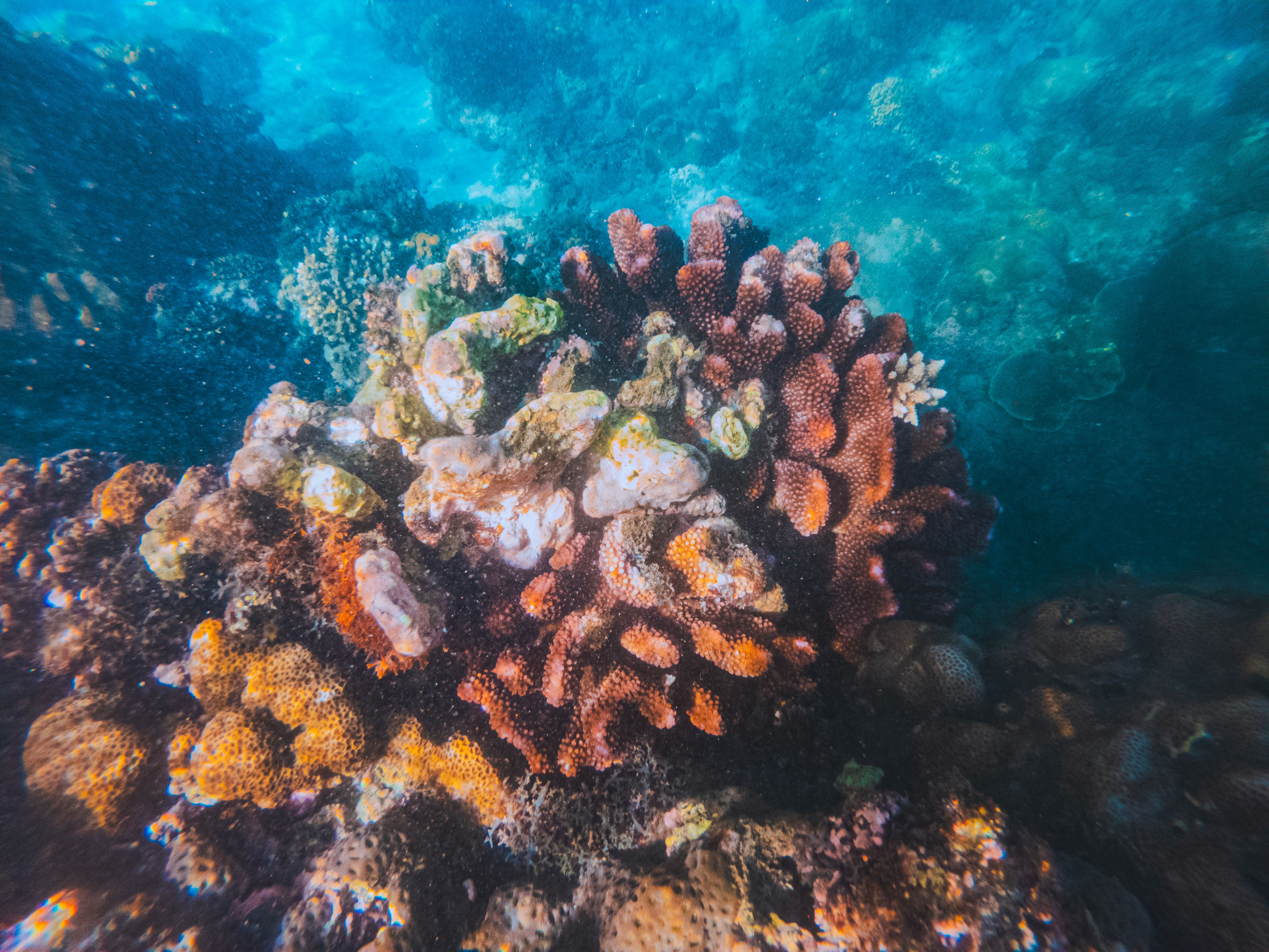Colorful tropical coral reef underwater